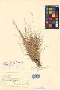 Festuca ovina L., Siberia, Russian Far East (S6) (Russia)