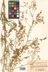 Thalictrum simplex L., Siberia, Russian Far East (S6) (Russia)