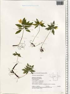 Anemone ranunculoides L., Eastern Europe, Central region (E4) (Russia)