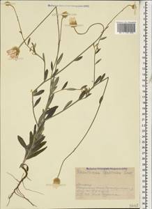 Xeranthemum squarrosum Boiss., Caucasus, Armenia (K5) (Armenia)