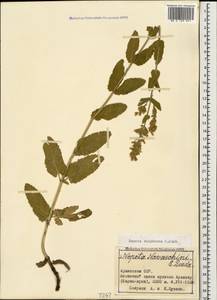 Nepeta nuda subsp. nuda, Caucasus, Armenia (K5) (Armenia)