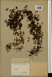 Veronica peduncularis M. Bieb., Caucasus, Stavropol Krai, Karachay-Cherkessia & Kabardino-Balkaria (K1b) (Russia)