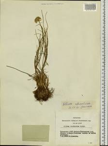 Allium ubsicola Regel, Siberia, Altai & Sayany Mountains (S2) (Russia)