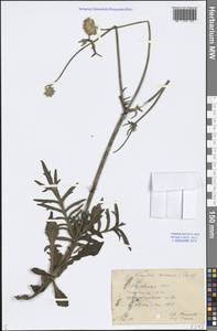 Knautia arvensis (L.) Coult., Eastern Europe, Central forest region (E5) (Russia)