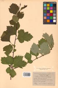 Crataegus dahurica (Dieck) Koehne, Siberia, Russian Far East (S6) (Russia)