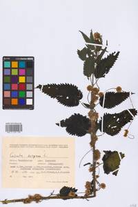 Cuscuta europaea L., Eastern Europe, Eastern region (E10) (Russia)