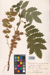 Agrimonia eupatoria L., Eastern Europe, Western region (E3) (Russia)