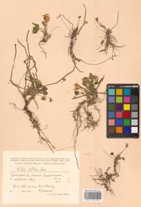 Viola collina Besser, Siberia, Russian Far East (S6) (Russia)
