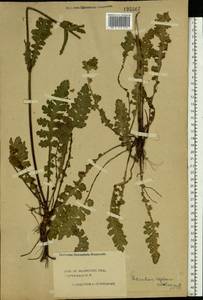 Pedicularis sceptrum-carolinum L., Eastern Europe, Central forest region (E5) (Russia)