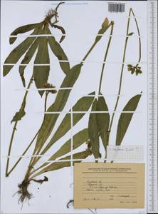 Pilosella caespitosa subsp. caespitosa, Eastern Europe, Central region (E4) (Russia)