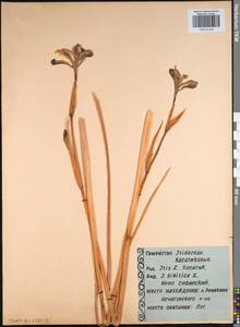 Iris sibirica L., Eastern Europe, Central region (E4) (Russia)
