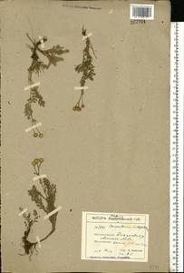 Tanacetum millefolium (L.) Tzvelev, Eastern Europe, South Ukrainian region (E12) (Ukraine)