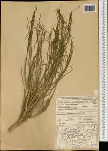 Haloxylon ammodendron (C. A. Mey.) Bunge ex Fenzl, Mongolia (MONG) (Mongolia)