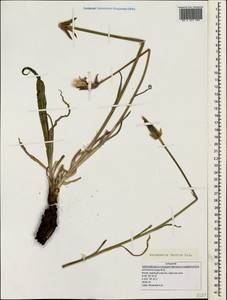 Pseudopodospermum tauricum (M. Bieb.) Vasjukov & Saksonov, Crimea (KRYM) (Russia)