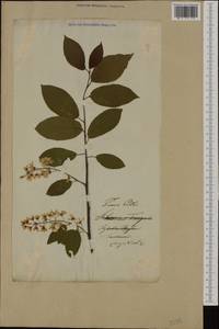 Prunus padus L., Eastern Europe, Lithuania (E2a) (Lithuania)