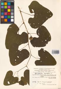 Aristolochia clematitis L., Eastern Europe, Moscow region (E4a) (Russia)