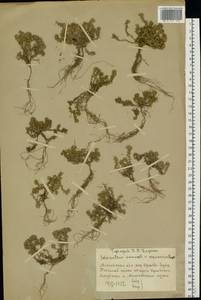 Scleranthus annuus L., Eastern Europe, Moscow region (E4a) (Russia)