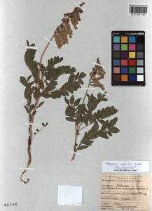 KUZ 001 330, Hedysarum neglectum Ledeb., Siberia, Altai & Sayany Mountains (S2) (Russia)