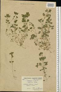 Stellaria media (L.) Vill., Eastern Europe, Moscow region (E4a) (Russia)