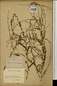 Lactuca saligna L., Eastern Europe, Rostov Oblast (E12a) (Russia)