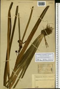 Sparganium erectum L., Eastern Europe, Central forest region (E5) (Russia)
