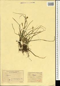 Carex michelii Host, Crimea (KRYM) (Russia)