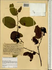 Annona senegalensis Pers., Africa (AFR) (Ethiopia)