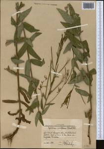 Epilobium parviflorum Schreb., Middle Asia, Western Tian Shan & Karatau (M3) (Uzbekistan)