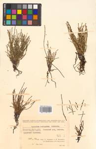 Equisetum variegatum Schleich. ex F. Weber & D. Mohr, Siberia, Chukotka & Kamchatka (S7) (Russia)