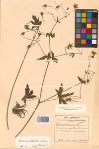 Geranium krameri Franch. & Sav., Siberia, Russian Far East (S6) (Russia)