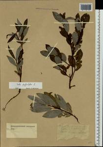 Salix phylicifolia L., Eastern Europe, Northern region (E1) (Russia)