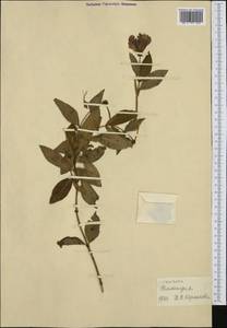 Lonicera, Western Europe (EUR) (Netherlands)