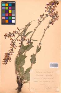 MHA 0 156 300, Salvia pratensis L., Eastern Europe, Central forest-and-steppe region (E6) (Russia)