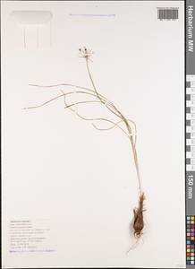 Allium moschatum L., Caucasus, Black Sea Shore (from Novorossiysk to Adler) (K3) (Russia)