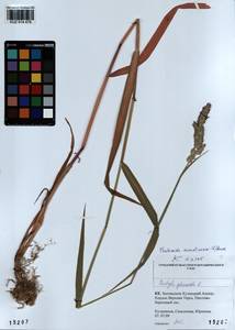 Phalaris arundinacea L., Siberia, Altai & Sayany Mountains (S2) (Russia)