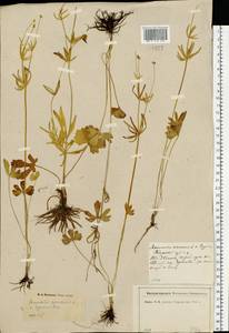 Ranunculus auricomus L., Eastern Europe, North-Western region (E2) (Russia)