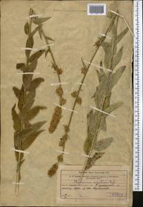 Asyneuma argutum, Middle Asia, Western Tian Shan & Karatau (M3) (Uzbekistan)
