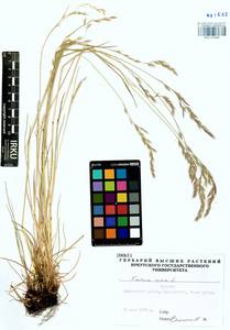 Festuca rubra L., Siberia, Baikal & Transbaikal region (S4) (Russia)