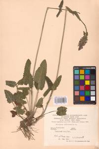 MHA 0 154 797, Betonica officinalis L., Eastern Europe, West Ukrainian region (E13) (Ukraine)