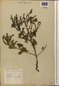 Heliotropium europaeum L., Caucasus, Azerbaijan (K6) (Azerbaijan)