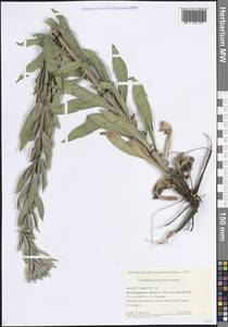 Oenothera villosa subsp. villosa, Eastern Europe, Lower Volga region (E9) (Russia)