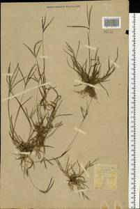 Digitaria ischaemum (Schreb.) Muhl., Eastern Europe, South Ukrainian region (E12) (Ukraine)