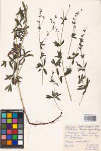 Galium intermedium Schult., Eastern Europe, Belarus (E3a) (Belarus)