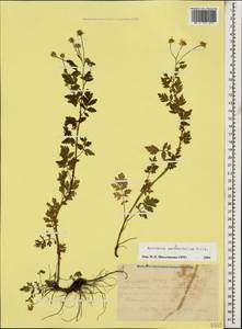 Tanacetum partheniifolium (Willd.) Sch. Bip., Caucasus, Krasnodar Krai & Adygea (K1a) (Russia)