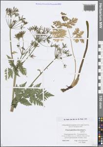 Chaerophyllum hirsutum L., Eastern Europe, North-Western region (E2) (Russia)