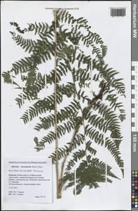 Athyrium monomachii (Kom.) Kom., Siberia, Baikal & Transbaikal region (S4) (Russia)