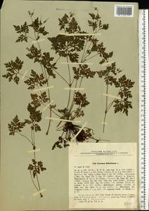 Geranium robertianum L., Eastern Europe, South Ukrainian region (E12) (Ukraine)