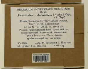 Anomodon viticulosus (Hedw.) Hook. & Taylor, Bryophytes, Bryophytes - North Caucasus & Ciscaucasia (B12) (Russia)