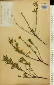 Prunus tenella Batsch, Eastern Europe, Central forest-and-steppe region (E6) (Russia)