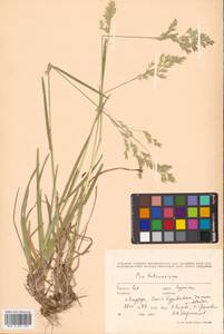 Poa macrocalyx Trautv. & C.A.Mey., Siberia, Russian Far East (S6) (Russia)